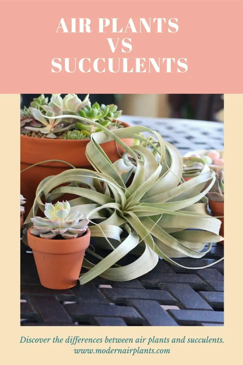 air plants vs succulents