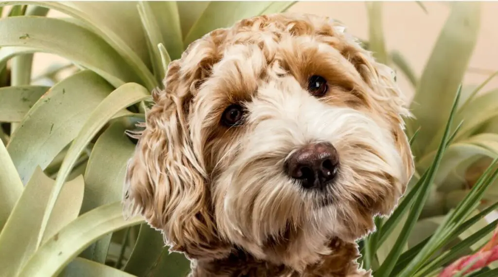 Are Air Plants Toxic to Animals? Here Are the Facts Modern Air Plants