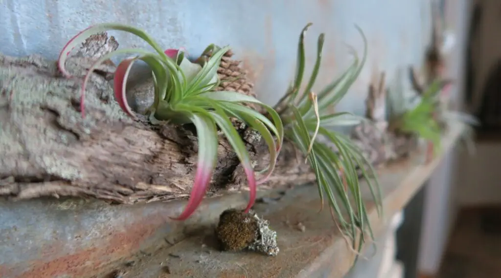 Can You Use Glue for Your Air Plant (Tillandsia)? Modern Air Plants