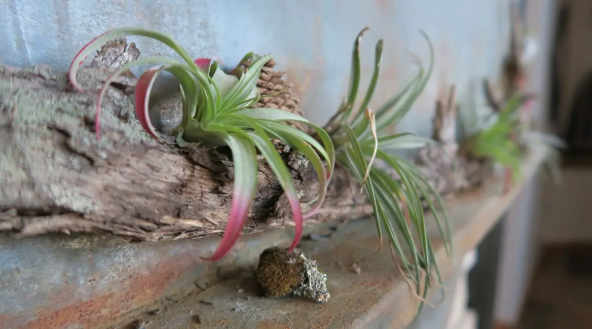 Air Plant Mounting Waterproof Glue