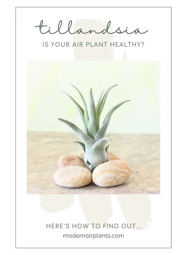 healthy air plant - fix root rot