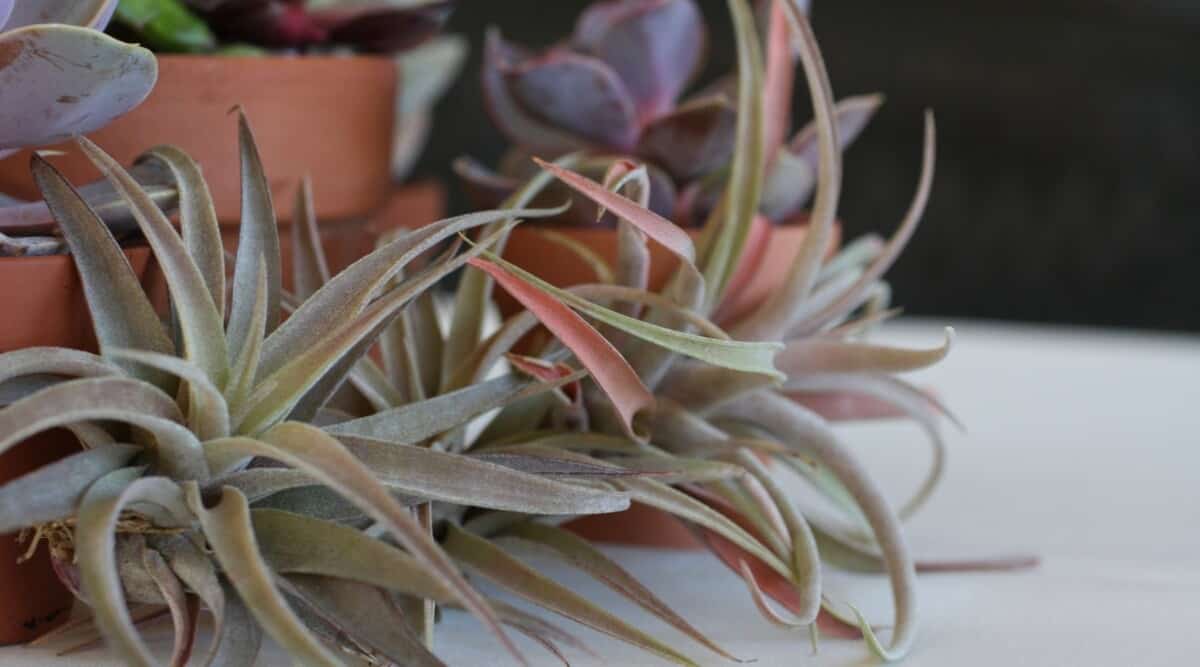 healthy air plant