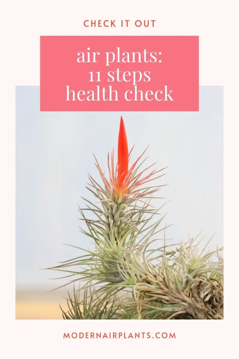 healthy tips - air plants