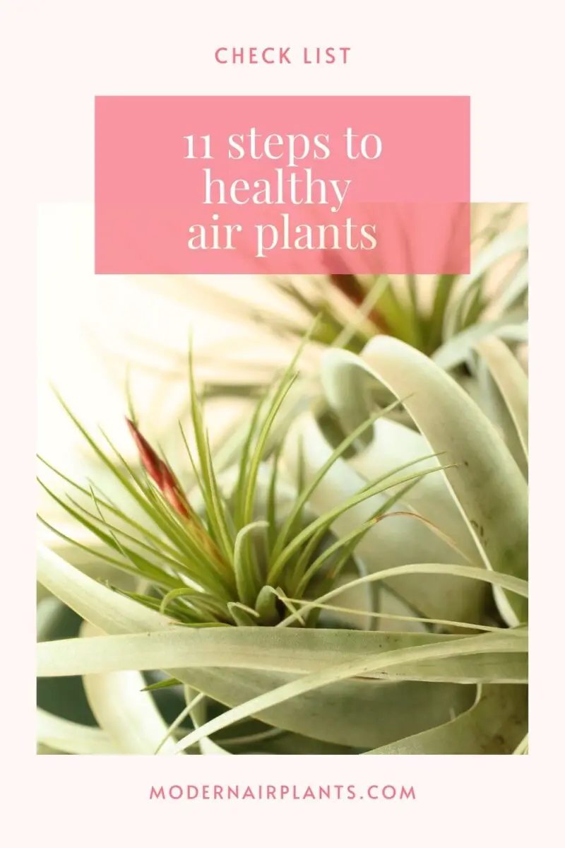 how to have healthy air plants