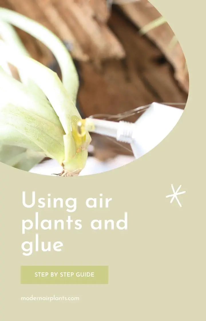 E-6000 Glue for attaching Tillandsia Air Plants to Mediums – Air