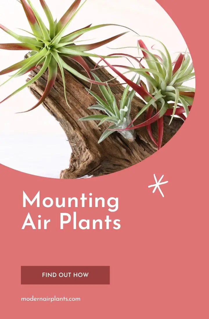 mounting air plants - glue