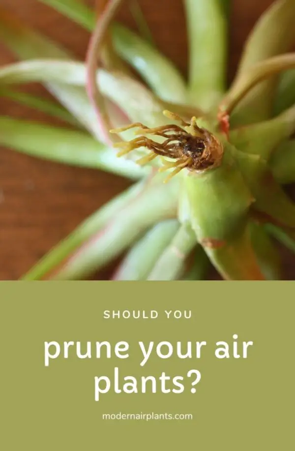 Should Air Plants Be Trimmed? What You Need To Know Modern Air Plants