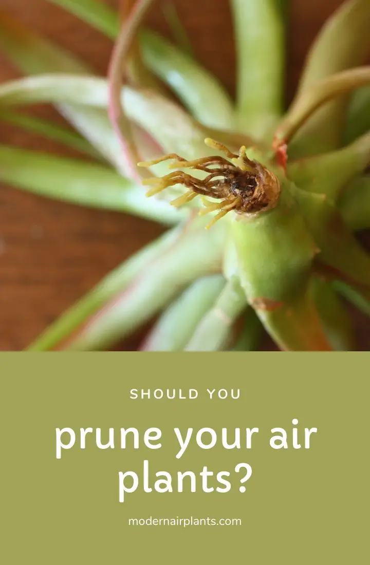 pruning air plants