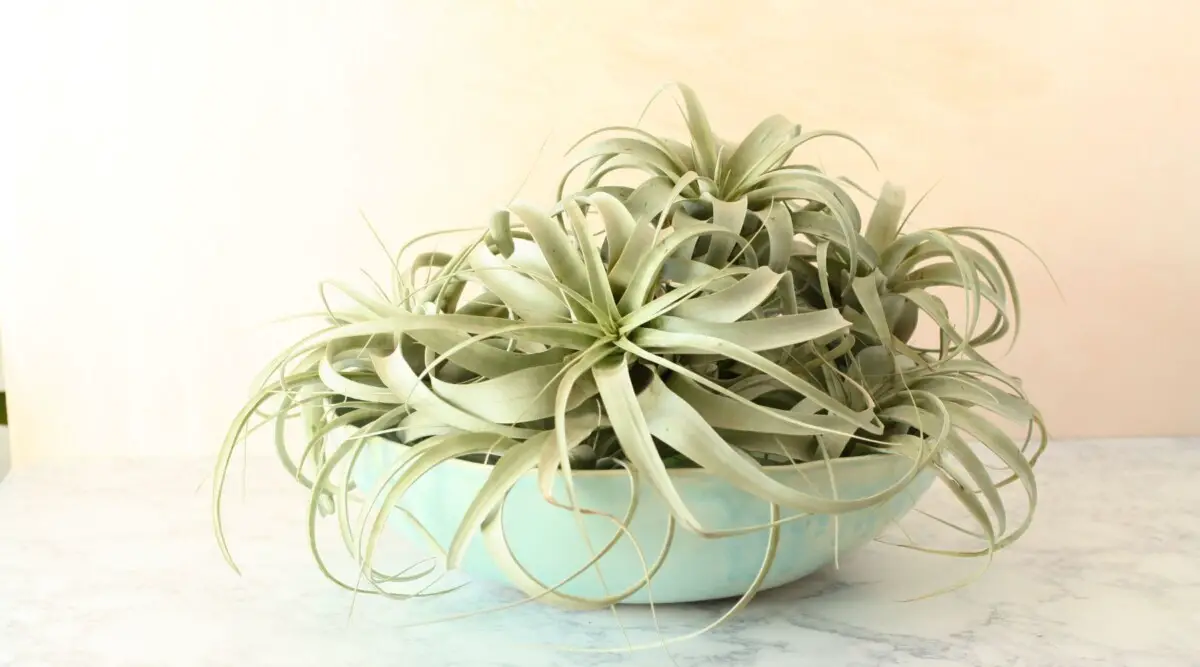 trimming air plants