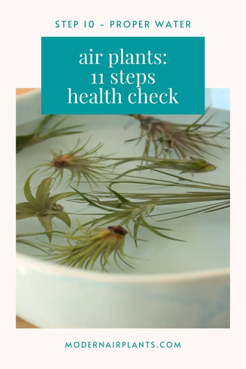 water properly - healthy air plants