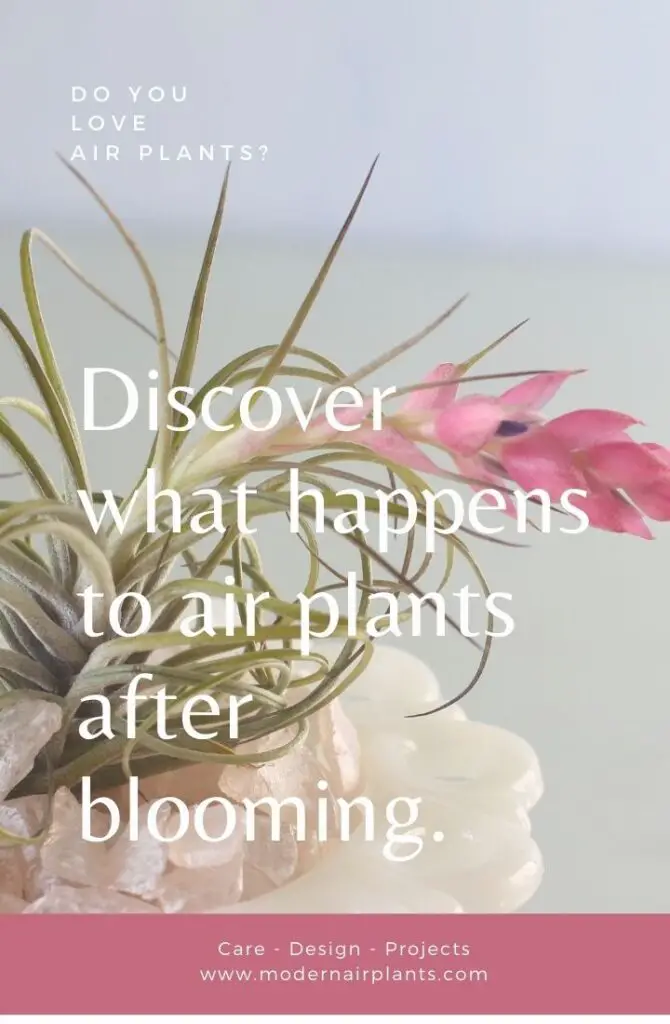 Do Air Plants Die After Blooming? Modern Air Plants