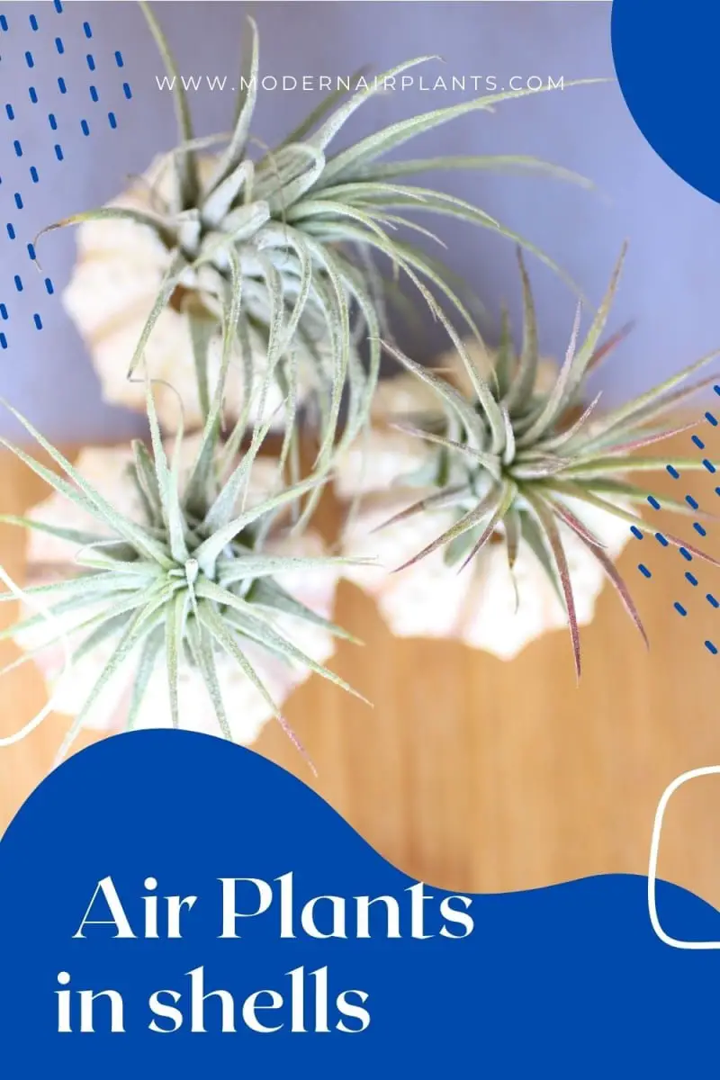 air plants - shell display