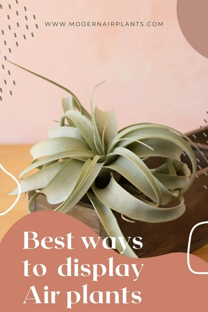 best ways to display air plants