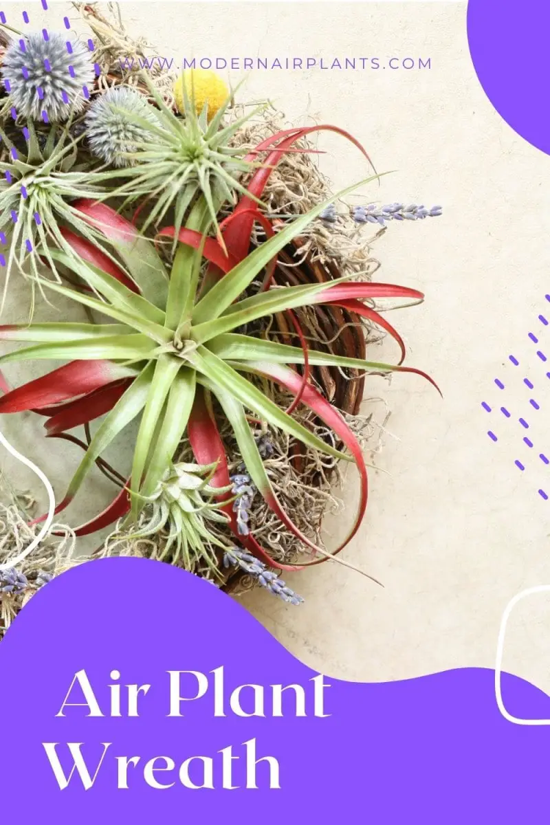 display an air plant wreath