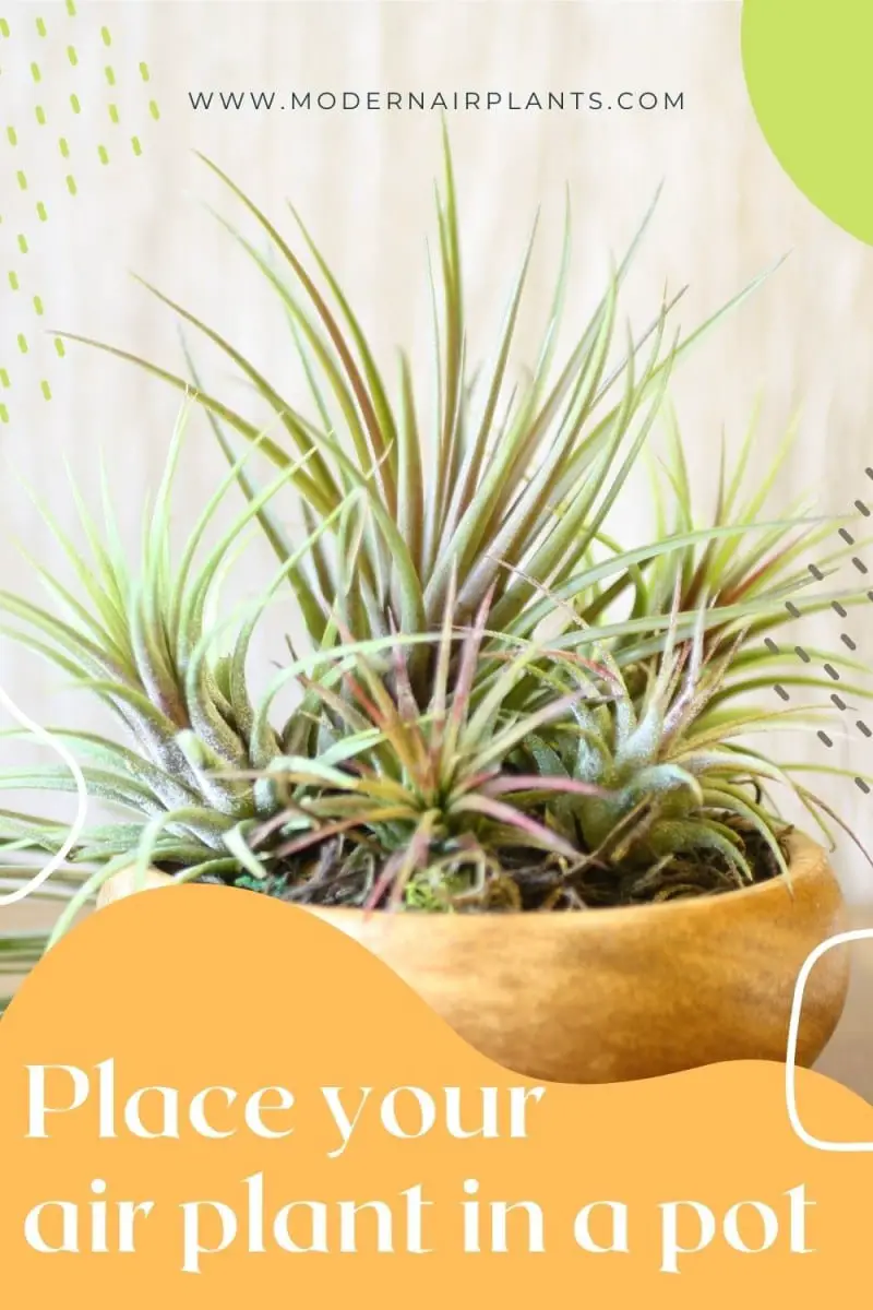 put your air plant in a pot