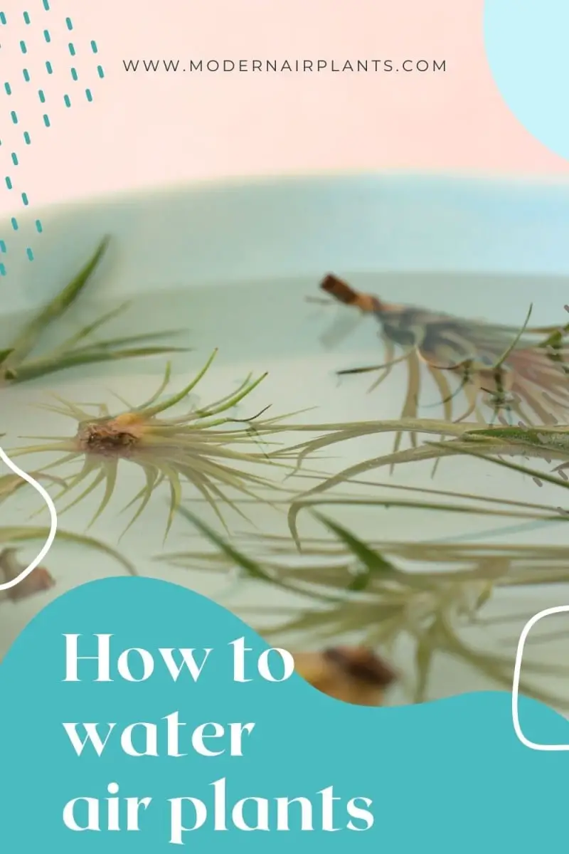 watering air plants - soak