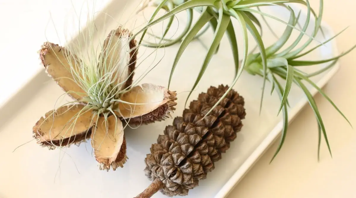 7 Best Places to Put Air Plants