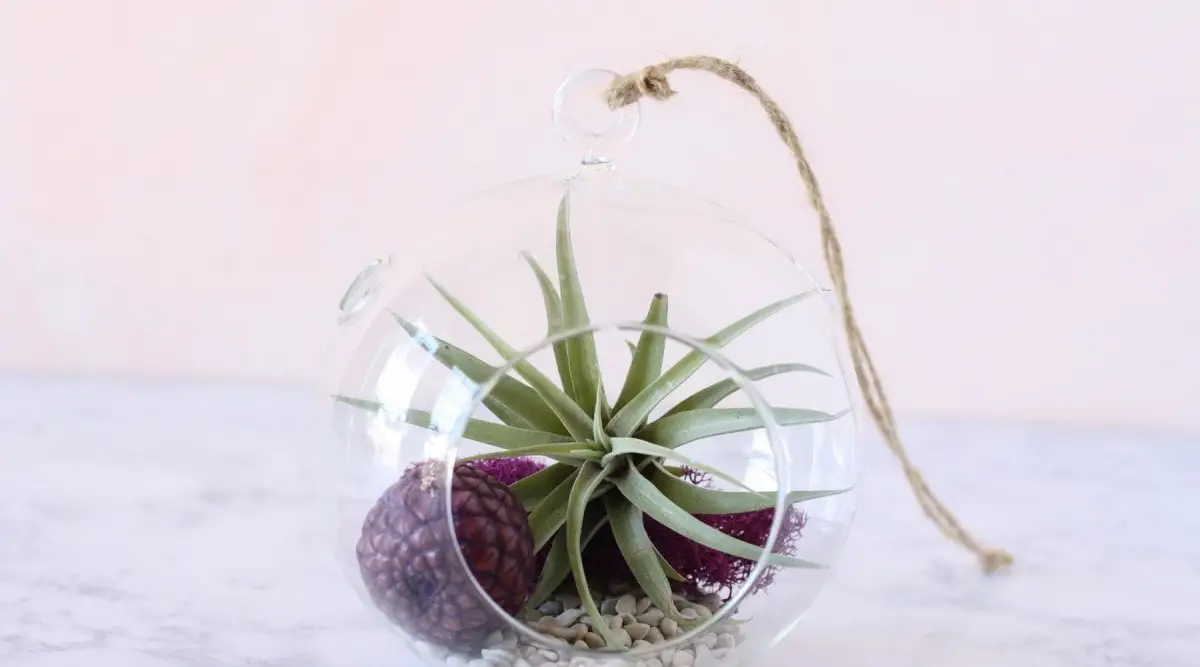 Mini Rubra Air Plants Tillandsia, Air Plant, Indoor Plant, House Plant,  Terrarium Plant, Easy Care Plant, Bromeliad, Succulents. 