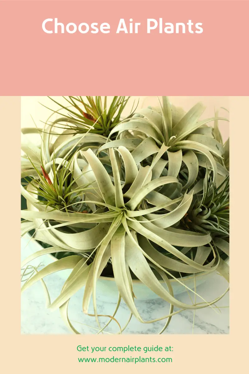 Choose the right air plant - terrarium