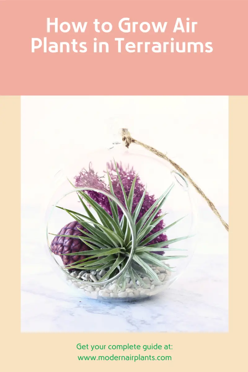 Growing air plants in terrariums