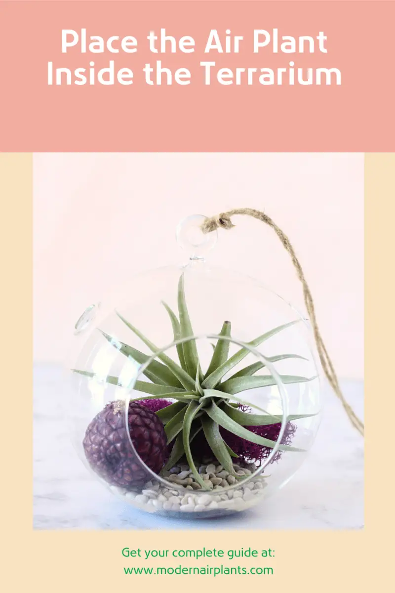 add the air plant - terrarium